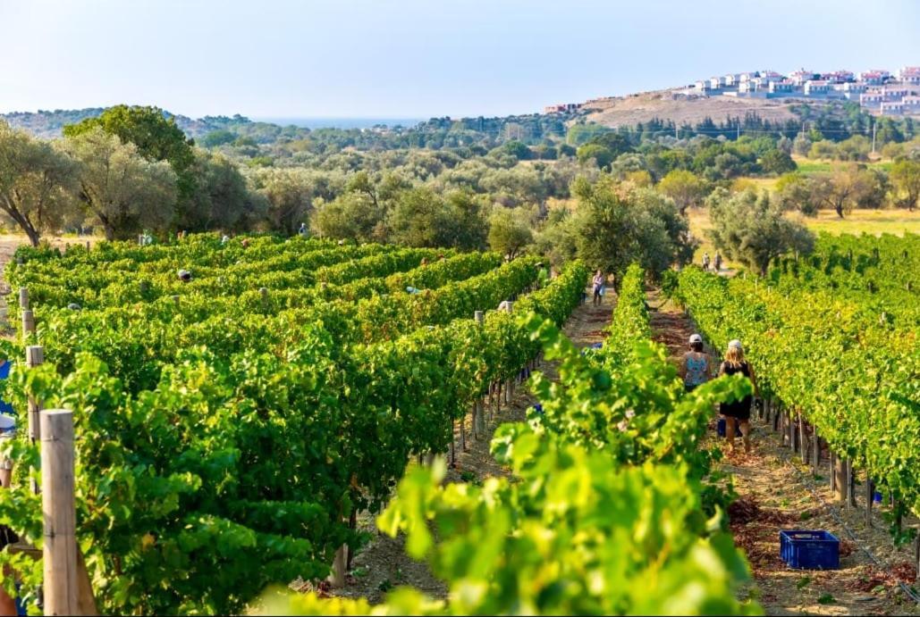 Datca Vineyard Guesthouse Exteriör bild